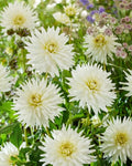 Dahlia Tubers for Planting - 3 Large "My Love" Tubers - Garden Flowers - Dahlia pinnata