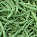 Stringless Green Bean Seeds - Non-GMO - Multiple Sizes - Phaseolus vulgaris - Burpee