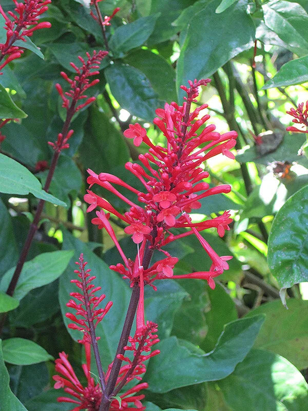 Fire Spike Red Rooted Starter Plant, Odontonema strictum, Attracts Hummingbirds, Vibrant Blooms for Garden or Indoor Use
