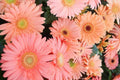 Light Pink Gerbera Daisy Seeds - 200+ Seeds for Garden Planting - Gerbera jamesonii - USA