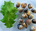Eastern Black Oak Acorns Seeds - 50 Count - Quercus velutina - Mature Height 50-70 Feet - Hardy Zones 4 to 8