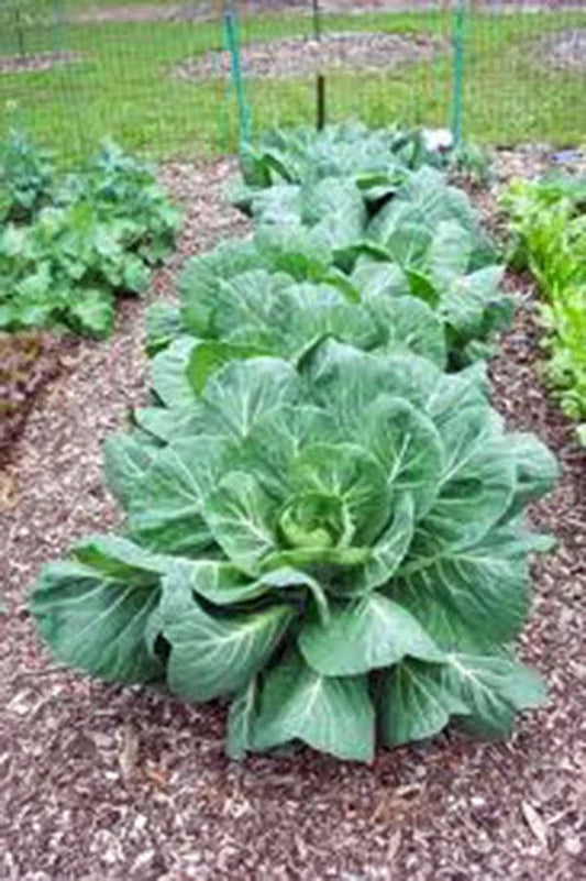 Collard Greens Seeds, Vates Variety, Heirloom, Non-GMO, 1000 Seeds, Brassica oleracea