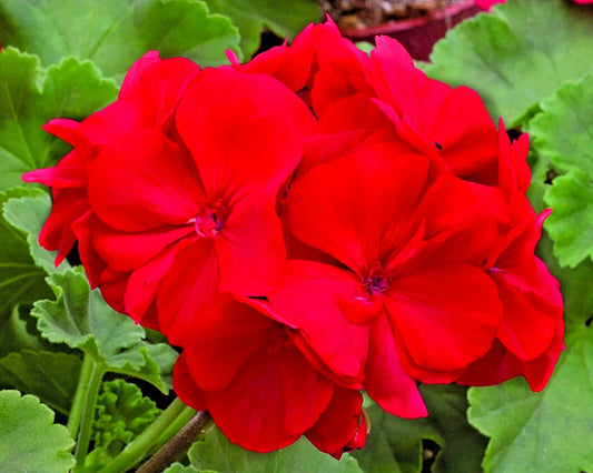 Geranium Cuttings 6" Unrooted Pelargonium Red Live Flower Plant – Ideal for Gardening and Home Decor