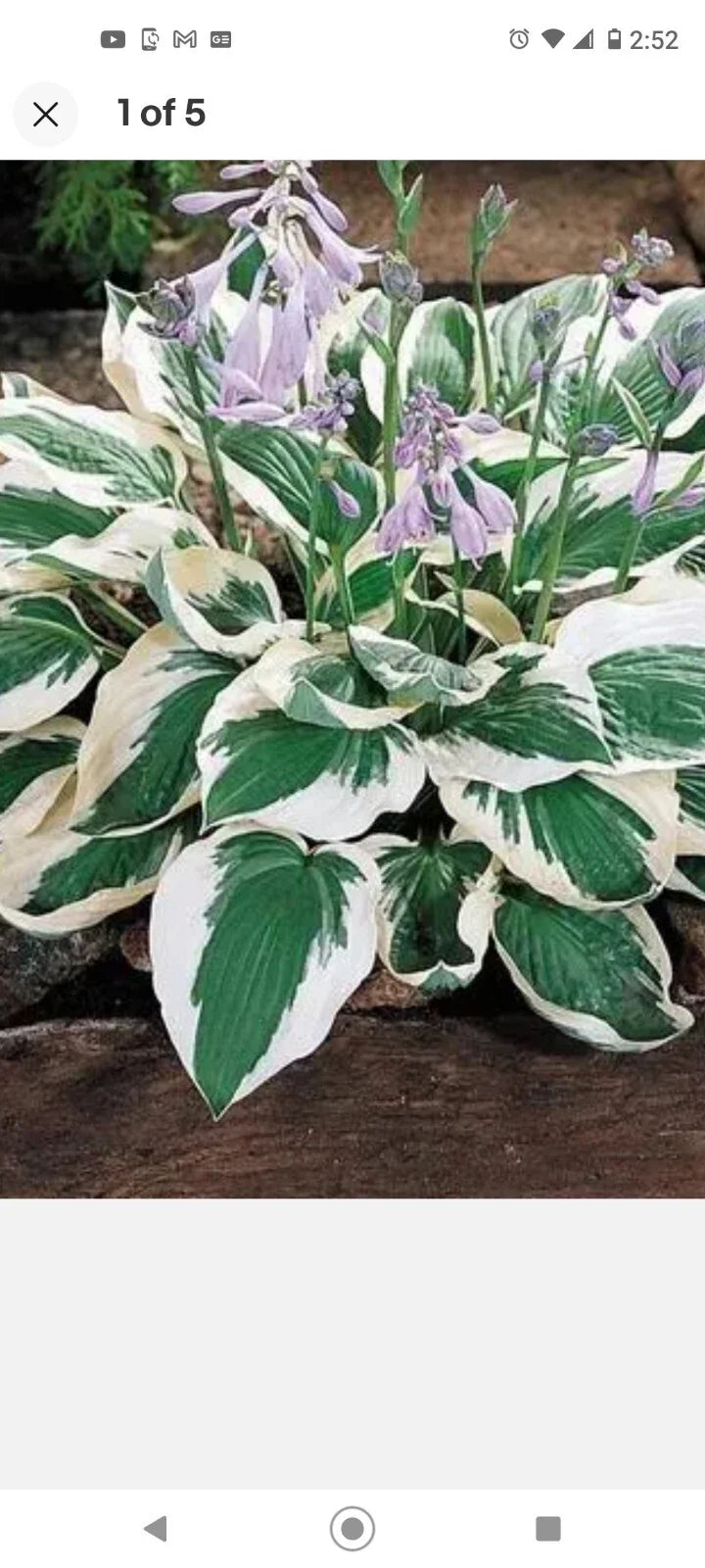 Patriot Variegated Hosta Root Plant - 2 Pack - Hosta 'Patriot' - Shade-Loving Perennial - Ready to Plant