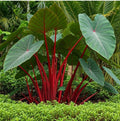 Hawaiian Punch Elephant Ear Plant - Small Rooted Starter - Colocasia esculenta - Tropical Houseplant