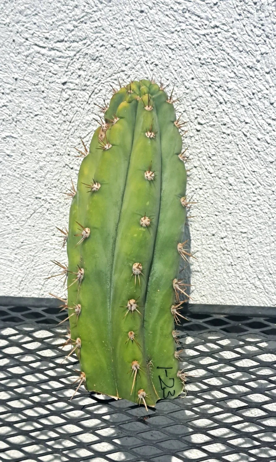 Cereus Dave Turner Cactus Cutting - Succulent Plant - Unique Cactus Variety - Cereus peruvianus