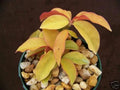 Rare Variegated Cactus Plant - Pereskia aculeata Gold Variegated - 4" Pot - Unique Indoor Cacti Decor