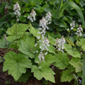 Foamflowers Bare-root Plant - Tiarella cordifolia - Native Perennial Groundcover - Hardy, Shade-Loving Flora