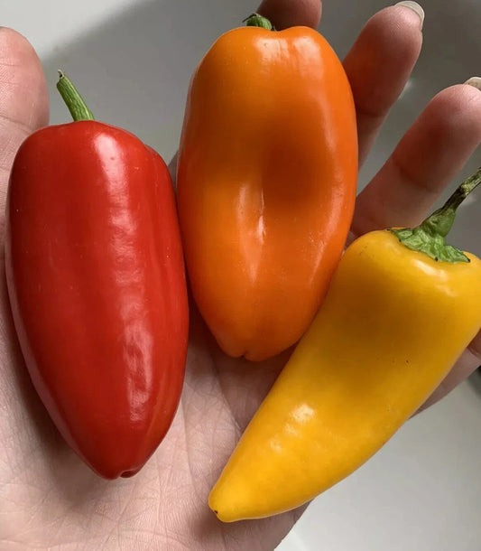 50 Organic Non-GMO Lunchbox Sweet Snacking Pepper Seeds - Red, Orange, Yellow Heirloom Variety