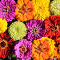 Zinnia Seeds Rainbow Mix - PAINTED WAGONS Variety for Butterflies & Hummingbirds - Non-GMO, 200 Seeds