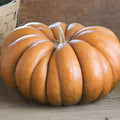 Fairytale Pumpkin Seeds | Heirloom Musquee de Provence Variety | Organic Non-GMO | Vegetable Gardening Essentials