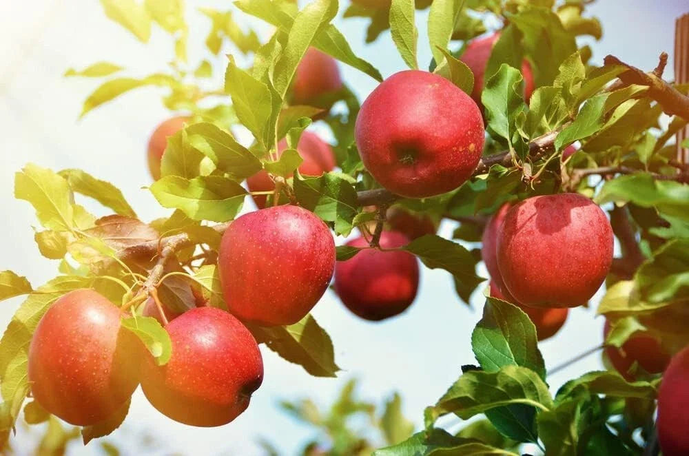 Apple Tree Seedlings - 1-2 Feet Tall - Malus Pumila, Common Apple - Ideal for Planting in Non-California Regions