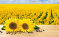 Black Oil Sunflower Seeds for Planting - 200+ Seeds - Attract Birds - Helianthus annuus - Made in USA