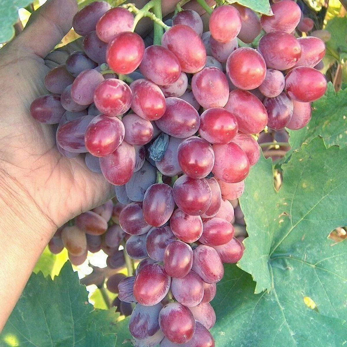 Crimson Vine Pot - Large Oval Red Seedless Table Grape Plant (T310A) - Perfect for Home Gardens and Vineyards