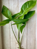 Rooted Arrowhead Vine Cuttings - 15 Pack - Syngonium Podophyllum - Easy Care Indoor Plants