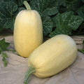 Tivoli Winter Squash Seeds - Fresh Seed for Planting - Heirloom Variety - Cucurbita pepo