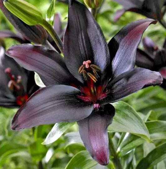 Asiatic Lily Bulb Large Burgundy Red Lilium Landini Flower