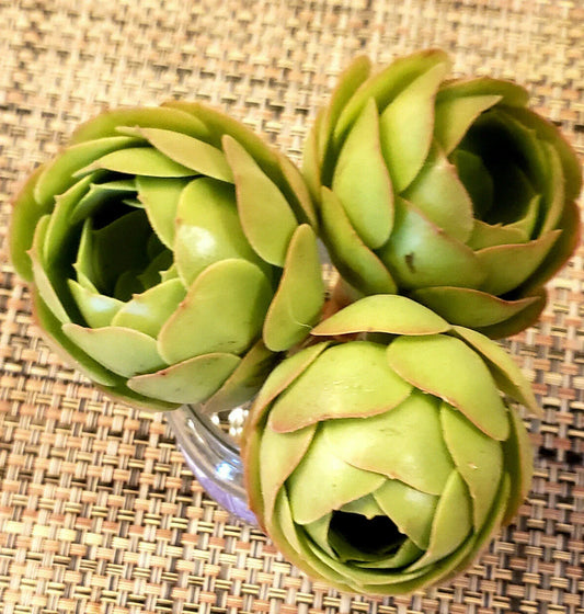 AEONIUM Cuttings, 2" Diameter, Rose Bud Appearance, Greenovia Variety