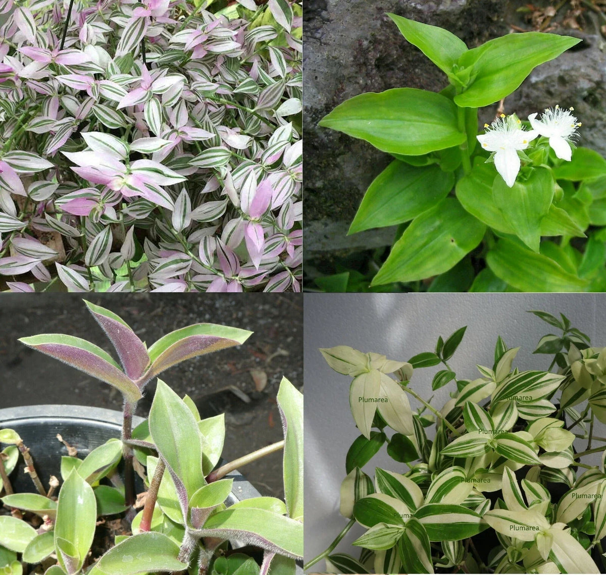 Wandering Jew House Plant Combo Assortment - Tradescantia Zebrina & Pallida - Indoor Plants for Home Decor
