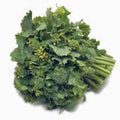 Broccoli Raab Seeds, Heirloom Variety, 25+ Seeds, Delicious Culinary Delight, Brassica rapa subsp. ruvo