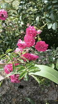 8 Cuttings Pink Seven Sisters Roses, Family Heirloom Climbing, No Roots, 6 Inch - Rosa 'Seven Sisters'