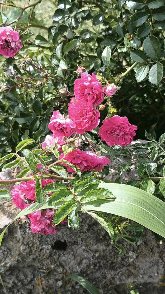 8 Cuttings Pink Seven Sisters Roses, Family Heirloom Climbing, No Roots, 6 Inch - Rosa 'Seven Sisters'