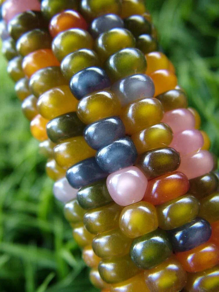 Glass Gem Indian Corn Seeds - 40+ Seeds - Vibrant Translucent Kernels - Zea mays everta