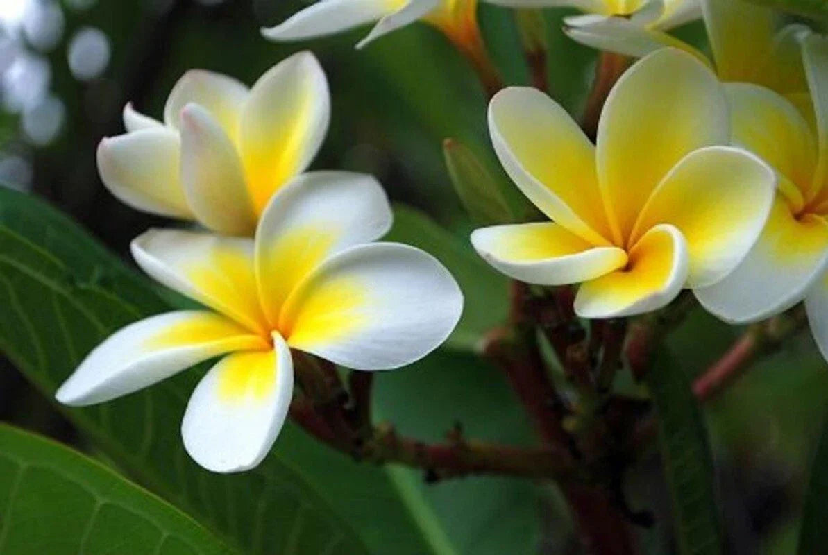 Plumeria Seeds - 5 White Yellow Hawaiian Lei Perennial Flower Plants - Plumeria spp.