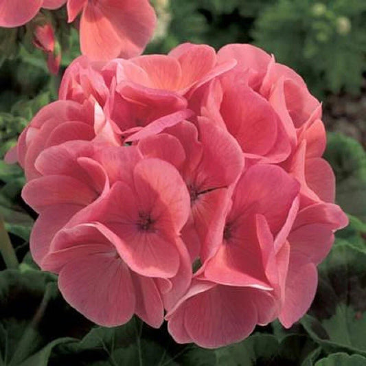 Ivy Geranium Cuttings Assortment (8 Cuts) - Colorful Pelargonium Fresh Cuttings for Planting
