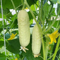 White Wonder Cucumber Seeds - Organic Heirloom, Non-GMO, Rare Variety - Cucumis sativus