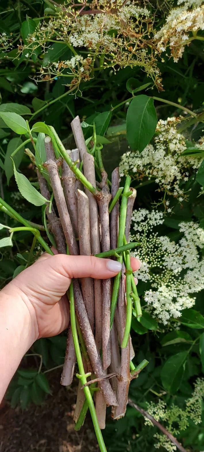 Fruit Tree Cutting Scion - Fig, Mulberry, Apricot, Elderberry, Cherry, Plum, Peach, Pear - Ideal for Grafting and Propagation