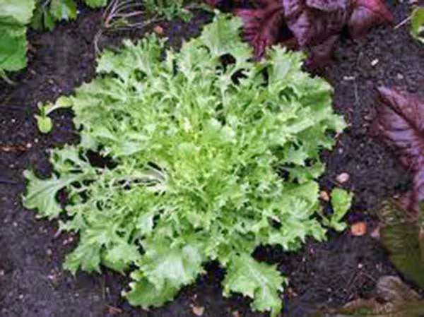 Lettuce Seeds - Endive Broadleaf Batavian - Heirloom, Non-GMO - 100 Seeds