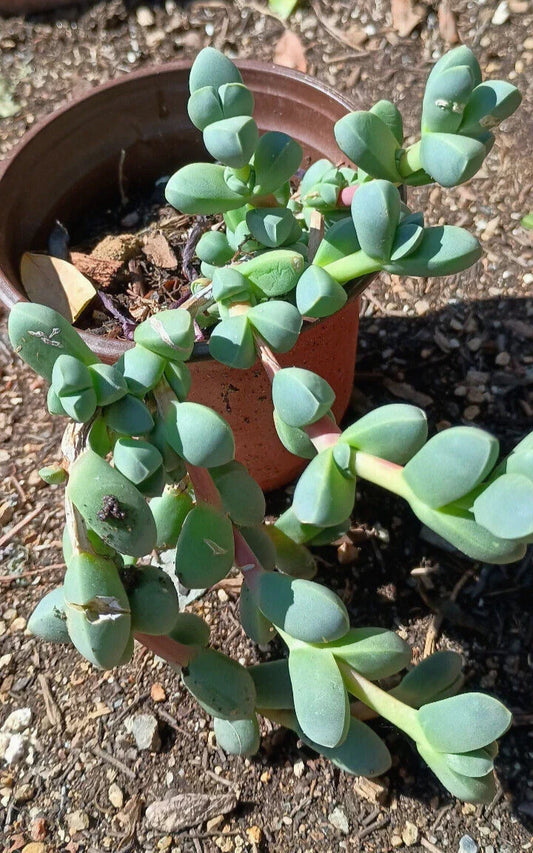 Ice Plant Succulent 4-6 inch Live Rooted Corpuscularia lehmannii Green Foliage