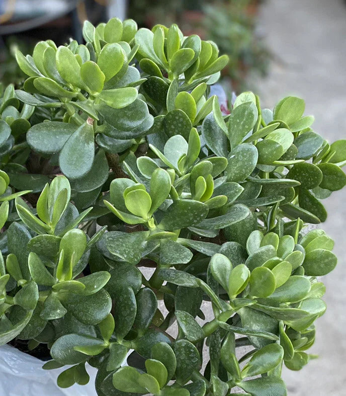 Jade Plant - 1 Rooted Plant - Crassula ovata - One Gallon Pot - Succulent Houseplant - Easy Care Indoor Plant