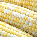 Peaches & Cream Corn Seeds | F1 Hybrid Bicolor Sweet | Non-GMO | Free Shipping | Zea mays