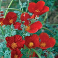 California Poppy Seeds - Red Chief Variety - Pollinator Friendly - Non-GMO - 1000 Seeds - Eschscholzia californica