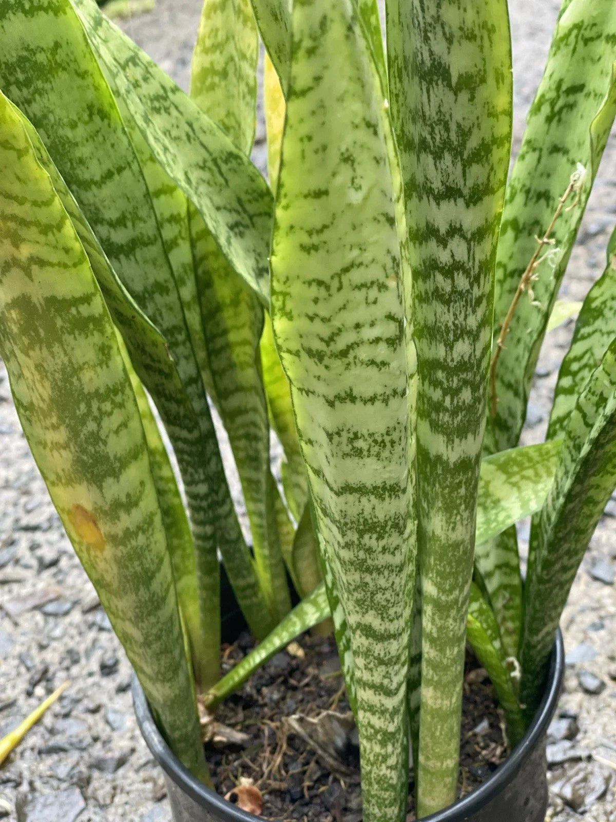 Sansevieria Starter Leaf Cuttings - 3 Organic Hawaii Grown Snake Plant Cuttings - Mother-in-Law's Tongue