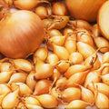 Yellow Spanish Globe Onion Sets | Long Day Bulb Seeds | Allium cepa | Fast Shipping 2025