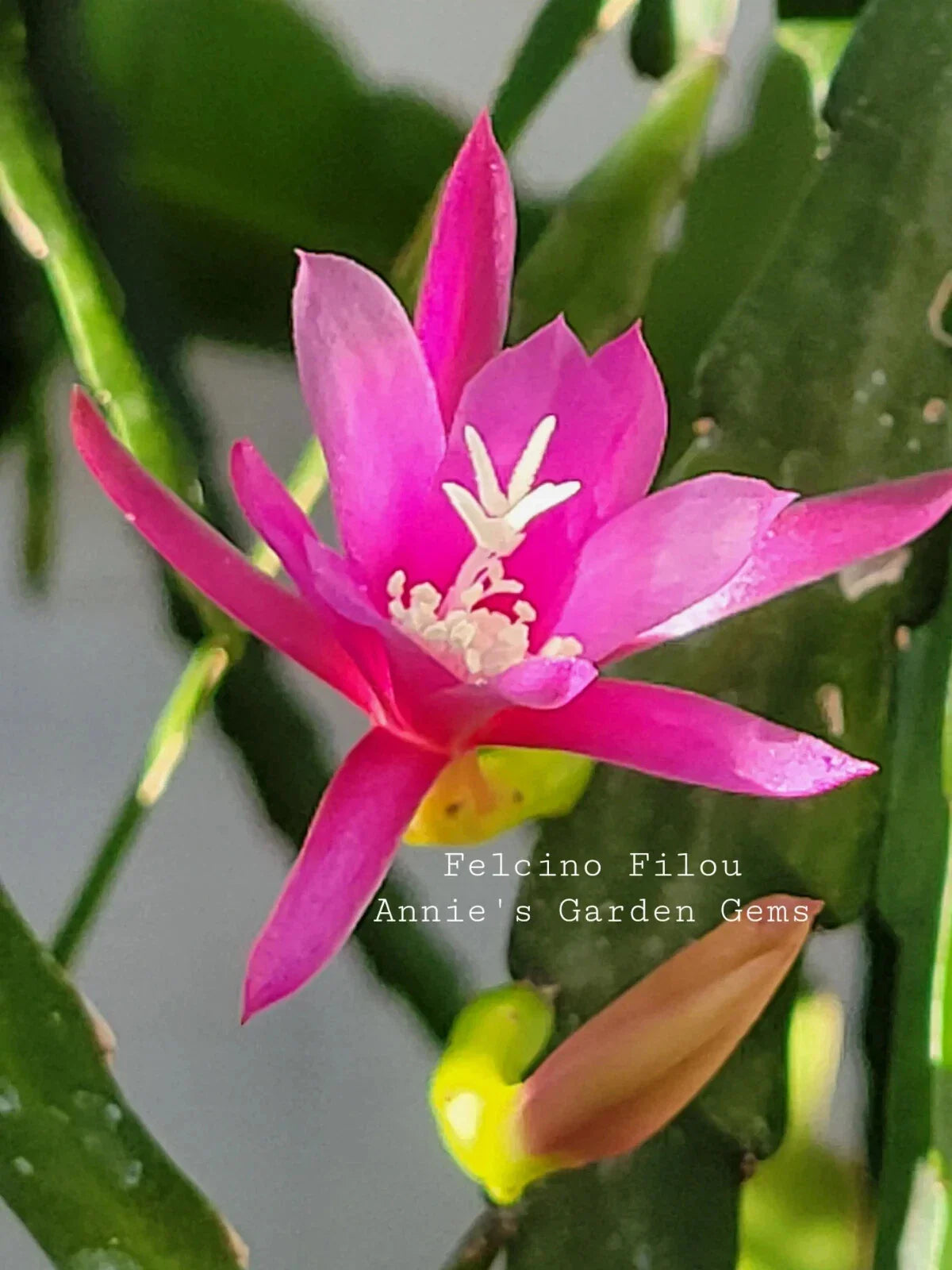 Epiphyllum Cuttings - Unrooted, 8-10 Inches Long, Felcino Filou, Exotic Cactus Variety, Ideal for Propagation
