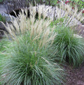 Large Adagio Maiden Grass Plant Clump - LIVE Fully Rooted Perennial (Miscanthus sinensis 'Adagio')