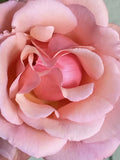 Apricot Heirloom Rose Cuttings - Six Stem Fragrant Blooms - Rosa 'Apricot'