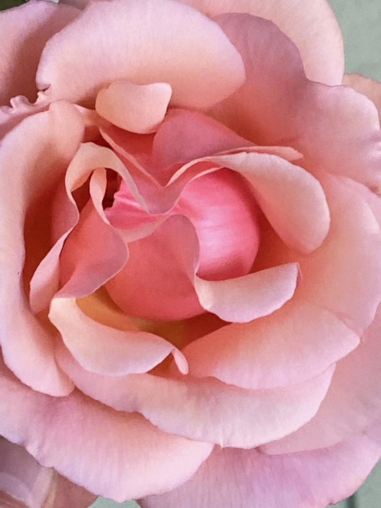 Apricot Heirloom Rose Cuttings - Six Stem Fragrant Blooms - Rosa 'Apricot'