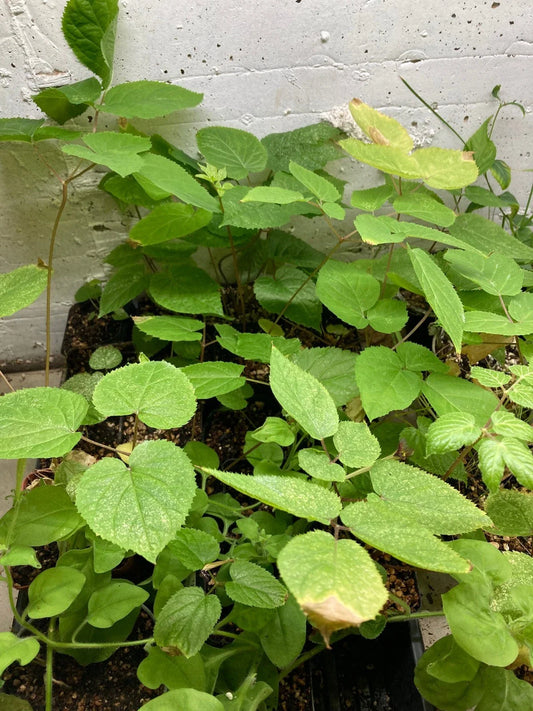 American Spikenard Plant - Native Perennial Edible Shade - Aralia racemosa - Herbal Garden Starter