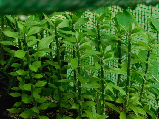 5x Pereskiopsis spathulata Grafting Stock Cactus Cuttings, 4" - Ideal for Grafting and Plant Propagation