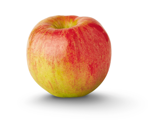 Dwarf Apple Tree Cuttings - 12 Organic Live Grafting Scions - Ideal for Rooting - Malus domestica