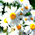 German Chamomile Seeds - 15000 Non-GMO Heirloom Flower Tea Medicinal Herb (Matricaria chamomilla)