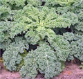 Kale Seeds - Dwarf Siberian Heirloom, Non-GMO, 100+ Seeds, Healthy Greens, Best for Home Gardens