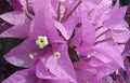Bougainvillea Starter Plant - Silhouette Variety - Bare Root - Well Rooted