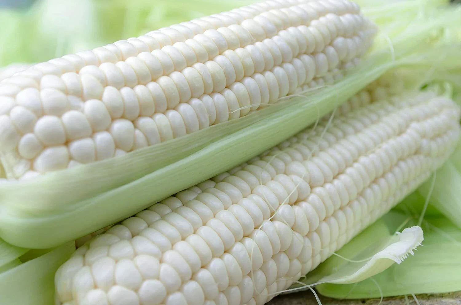 White Corn Seeds for Planting - 75 Count - Zea mays - Non-GMO, Organic Gardening, Home Farming Supplies