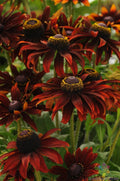 Moreno Rudbeckia Seeds - 200+ Pack for Garden Planting - Black-eyed Susan - Rudbeckia hirta - USA